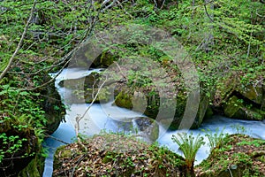 Oirase gorge in fresh green, Aomori, Japan