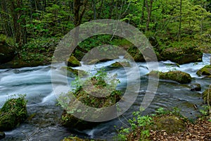 Oirase gorge in fresh green, Aomori, Japan