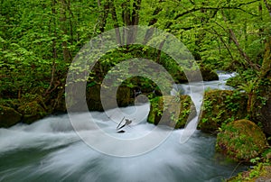 Oirase gorge in fresh green, Aomori, Japan