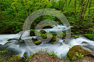 Oirase gorge in fresh green, Aomori, Japan