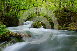 Oirase gorge in fresh green, Aomori, Japan