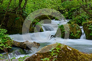 Oirase gorge in fresh green, Aomori, Japan