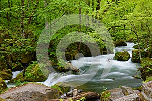 Oirase gorge in fresh green, Aomori, Japan