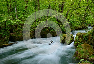 Oirase gorge in fresh green, Aomori, Japan