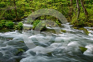 Oirase gorge in fresh green, Aomori, Japan