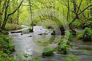 Oirase gorge in fresh green, Aomori, Japan