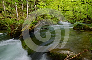 Oirase gorge in fresh green, Aomori, Japan