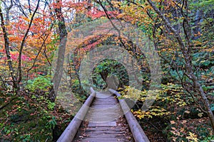 Oirase stream pathway, beautiful fall foliage scene in autumn colors