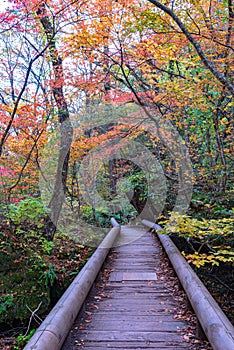 Oirase stream pathway, beautiful fall foliage scene in autumn colors