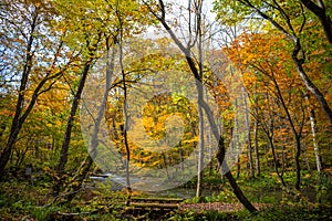 Oirase Stream in sunny day, beautiful fall foliage scene in autumn colors