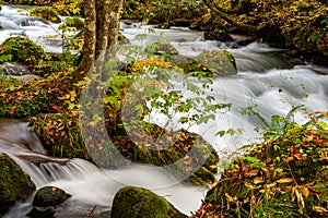 Oirase Stream in sunny day, beautiful fall foliage scene in autumn colors