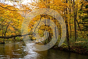 Oirase Stream in sunny day, beautiful fall foliage scene in autumn colors