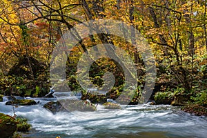 Oirase Stream in sunny day, beautiful fall foliage scene in autumn colors