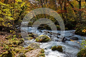 Oirase Stream in sunny day, beautiful fall foliage scene in autumn colors