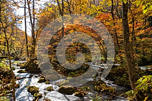 Oirase Stream in sunny day, beautiful fall foliage scene in autumn colors