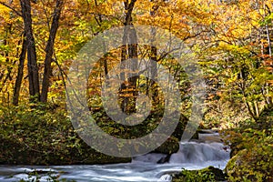 Oirase Stream in sunny day, beautiful fall foliage scene in autumn colors