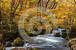 Oirase Stream in sunny day, beautiful fall foliage scene in autumn colors