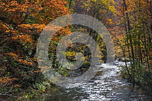 Oirase Stream in sunny day, beautiful fall foliage scene in autumn colors