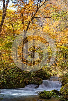 Oirase Stream in sunny day, beautiful fall foliage scene in autumn colors