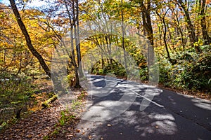 Oirase Stream in sunny day, beautiful fall foliage scene in autumn colors