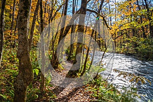 Oirase Stream in sunny day, beautiful fall foliage scene in autumn colors