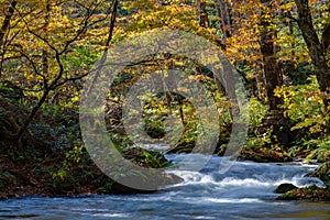 Oirase Stream in sunny day, beautiful fall foliage scene in autumn colors