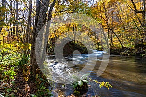 Oirase Stream in sunny day, beautiful fall foliage scene in autumn colors