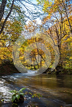 Oirase Stream in sunny day, beautiful fall foliage scene in autumn colors