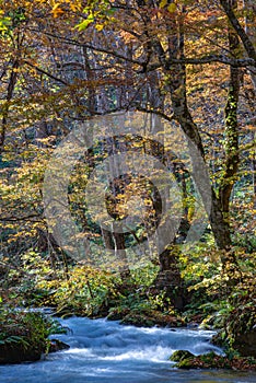 Oirase Stream in sunny day, beautiful fall foliage scene in autumn colors