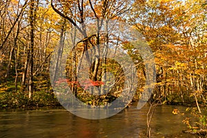 Oirase Stream in sunny day, beautiful fall foliage scene in autumn colors