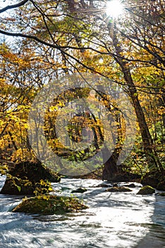 Oirase Stream in sunny day, beautiful fall foliage scene in autumn colors