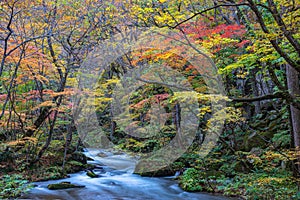 Oirase Stream in sunny day, beautiful fall foliage scene in autumn colors