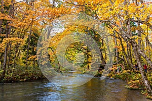 Oirase Stream in sunny day, beautiful fall foliage scene in autumn colors