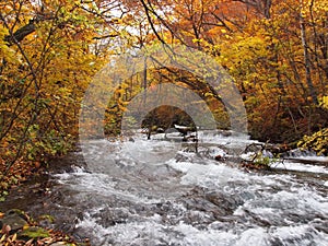 Oirase Streams, Aomori, Japan