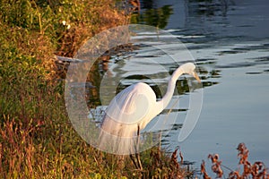 Oiseau de la Floride