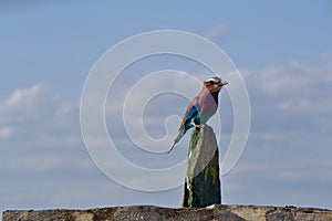Oiseau multicolore sur une pierre