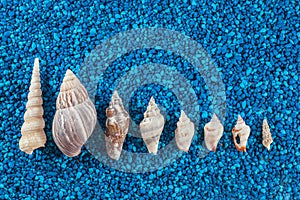 Oister and seashells aranged on blue background