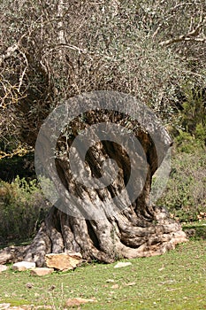 Oive tree 7