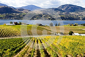 Okanagan Falls Skaha Lake Vineyard