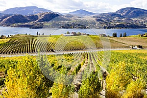 Okanagan Falls Skaha Lake Vineyard