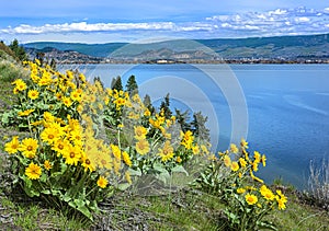 Okanagan Lake Kelowna British Columbia Canada with Balsamroot flowers photo