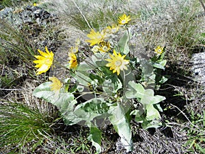 Okanagan Sunflower (Arrowleaf Balsamroot) photo