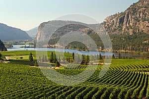 Okanagan Valley Vineyard Scenic, British Columbia