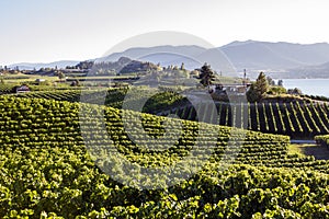 Okanagan Valley Vineyard Winery Agriculture photo