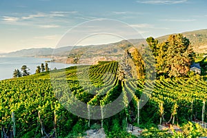 Okanagan Valley, vineyards near Penticton, British Columbia, Canada