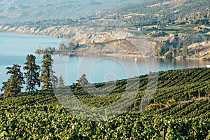 Okanagan Valley, vineyards near Penticton, British Columbia, Canada photo