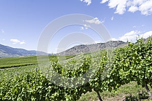 Okanagan Valley wine country