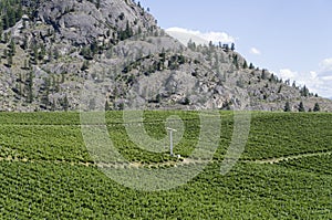 Okanagan Valley wine country 18