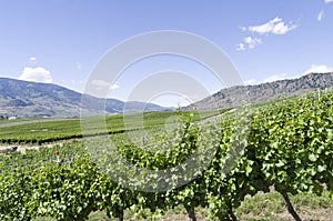 Okanagan Valley wine country 2