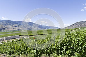 Okanagan Valley wine country 3